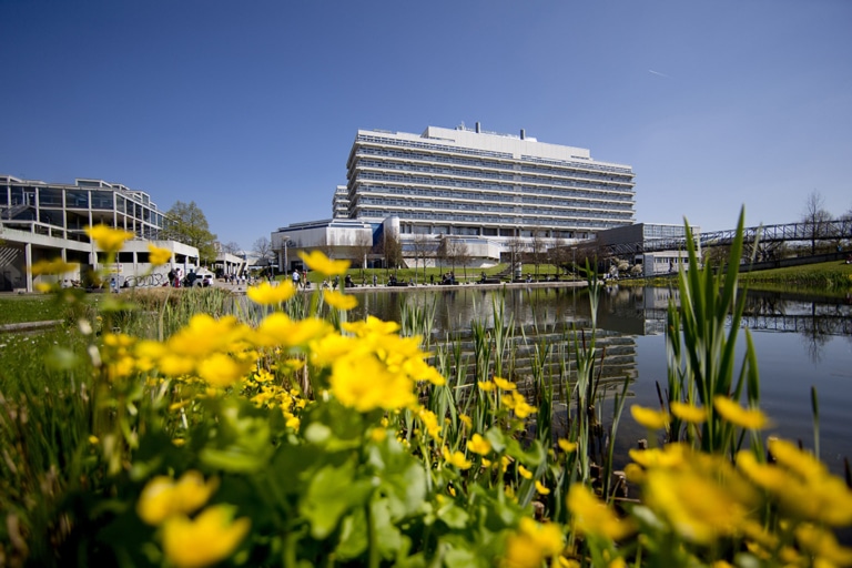 Blooming yellow flowers in the foreground, with a modern building behind them on the shore of a calm body of water under a clear sky.